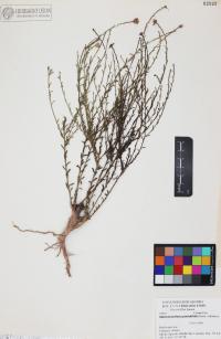 Xanthisma spinulosum image