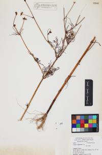 Cosmos bipinnatus image