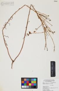 Erigeron divergens image