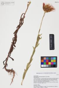Plectocephalus rothrockii image
