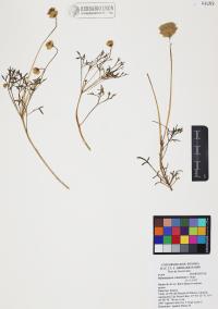 Hofmeisteria crassifolia image