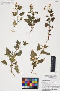 Perityle californica image