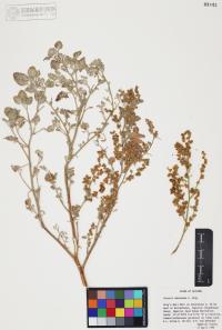 Dicoria canescens image