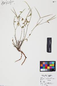 Haplophyton cimicidum var. crooksii image