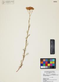 Senecio flaccidus image