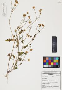 Perityle californica image