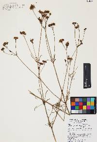 Coreocarpus arizonicus image