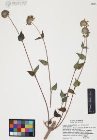 Lagascea decipiens image