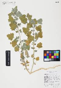 Chenopodium neomexicanum image