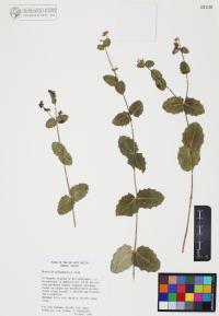 Guardiola platyphylla image
