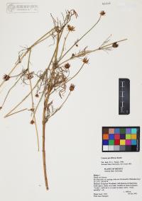 Cosmos parviflorus image