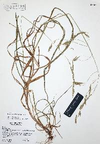 Bromus anomalus image