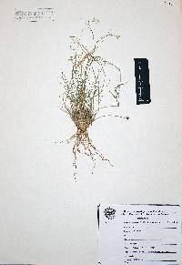 Cathestecum erectum image