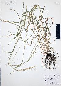 Digitaria bicornis image