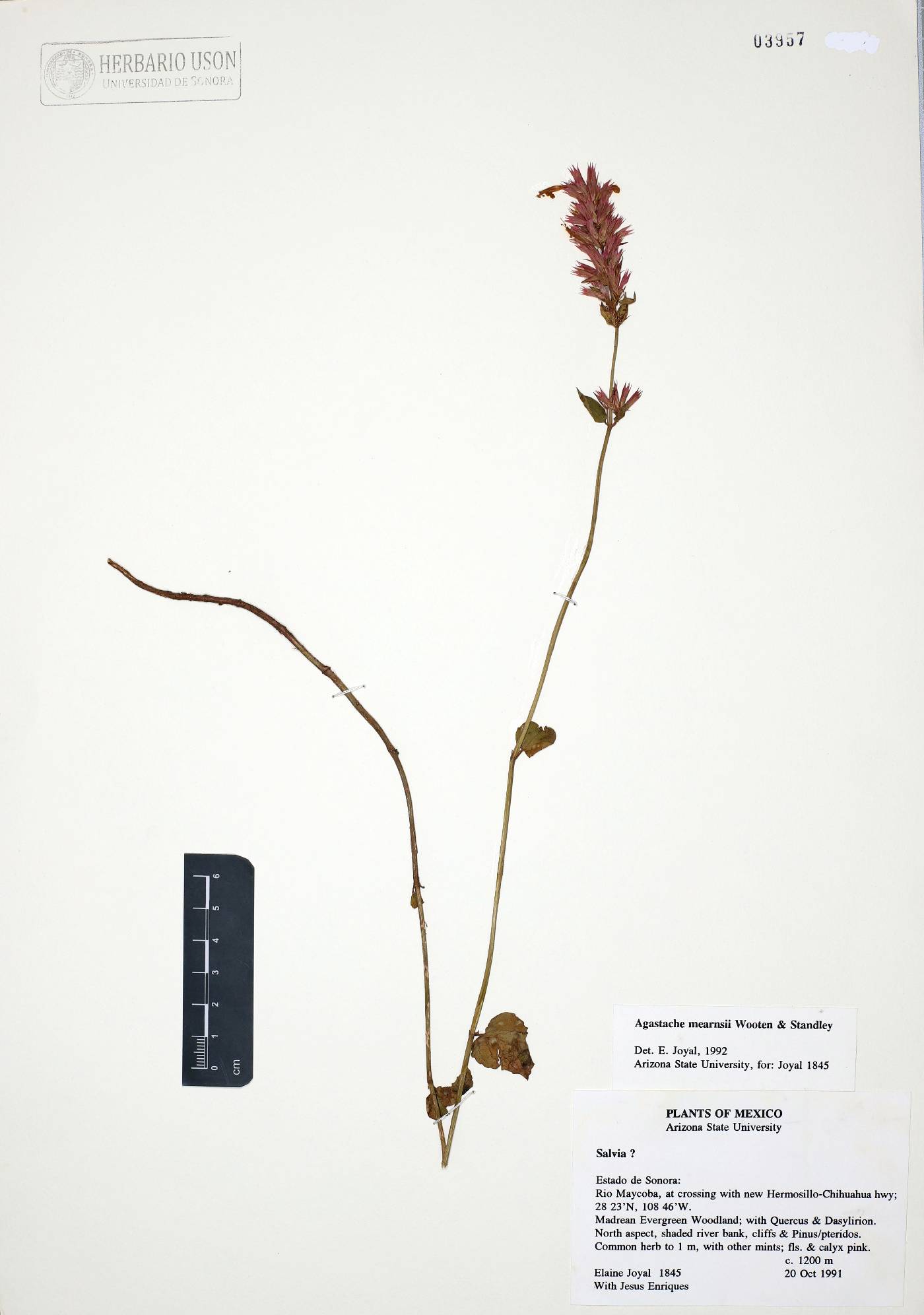 Agastache mearnsii image