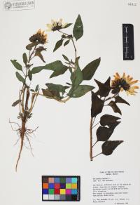 Helianthus annuus image