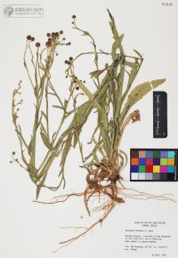 Helenium thurberi image