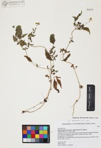 Fleischmannia sonorae image