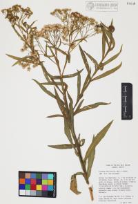 Pluchea salicifolia image