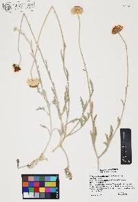 Baileya multiradiata image