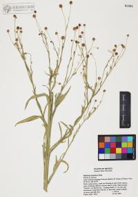 Helenium thurberi image