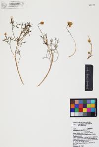 Hofmeisteria crassifolia image