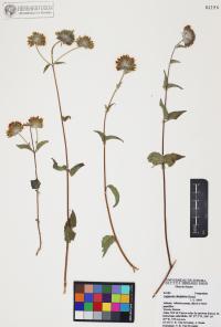 Lagascea decipiens image
