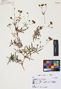 Coreocarpus arizonicus image