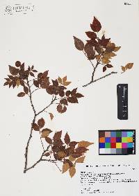 Rhus virens var. choriophylla image