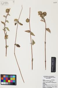 Lagascea decipiens image