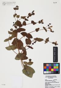 Guardiola platyphylla image