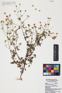 Perityle californica image