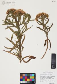 Pluchea salicifolia image