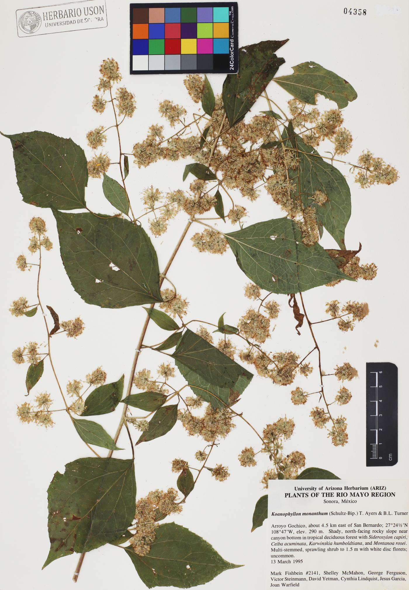 Koanophyllon monanthum image