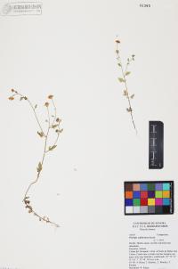 Perityle californica image