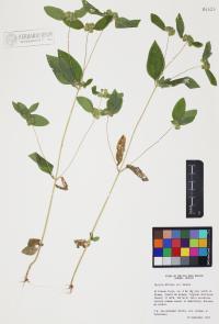 Delilia biflora image