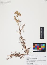 Pseudognaphalium leucocephalum image
