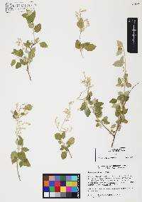 Iresine alternifolia image