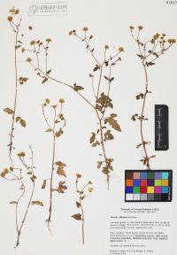 Perityle californica image