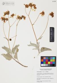 Encelia farinosa image