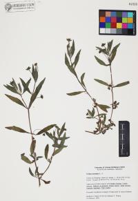 Eclipta prostrata image
