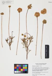 Hofmeisteria crassifolia image