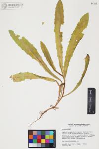 Lactuca serriola image