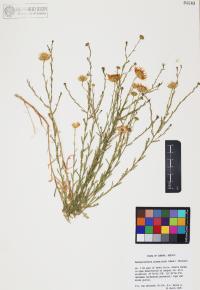 Xanthisma spinulosum image