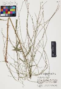Chloracantha spinosa image