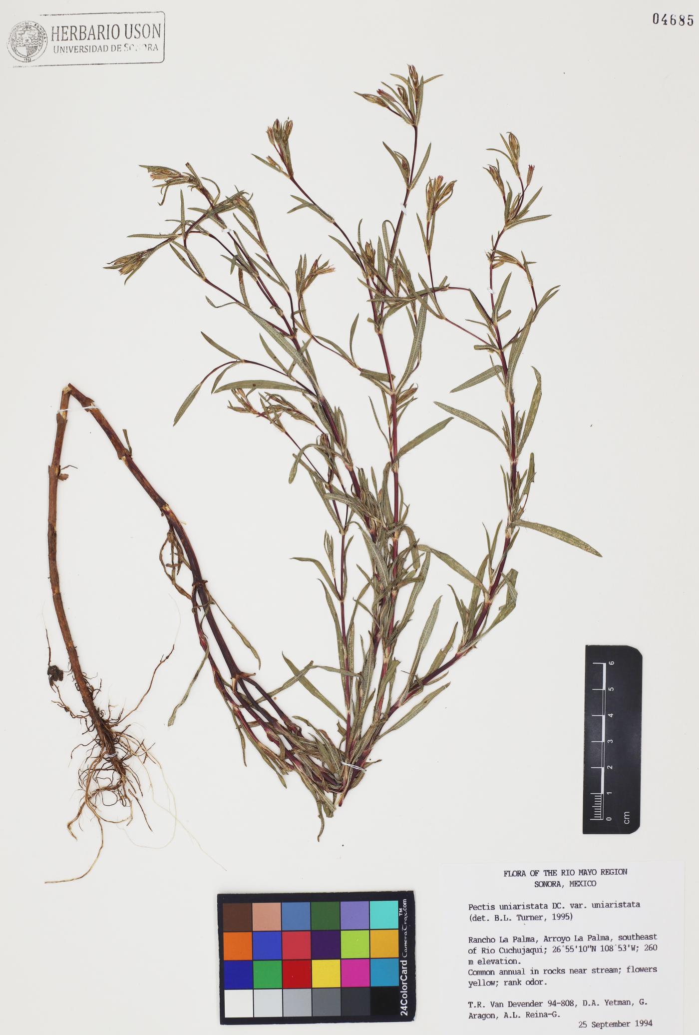 Pectis uniaristata var. uniaristata image