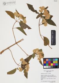Montanoa tomentosa image