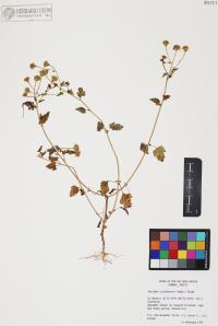Perityle californica image