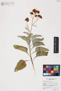 Encelia farinosa image