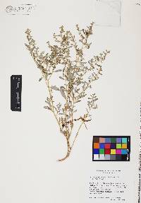 Atriplex barclayana image